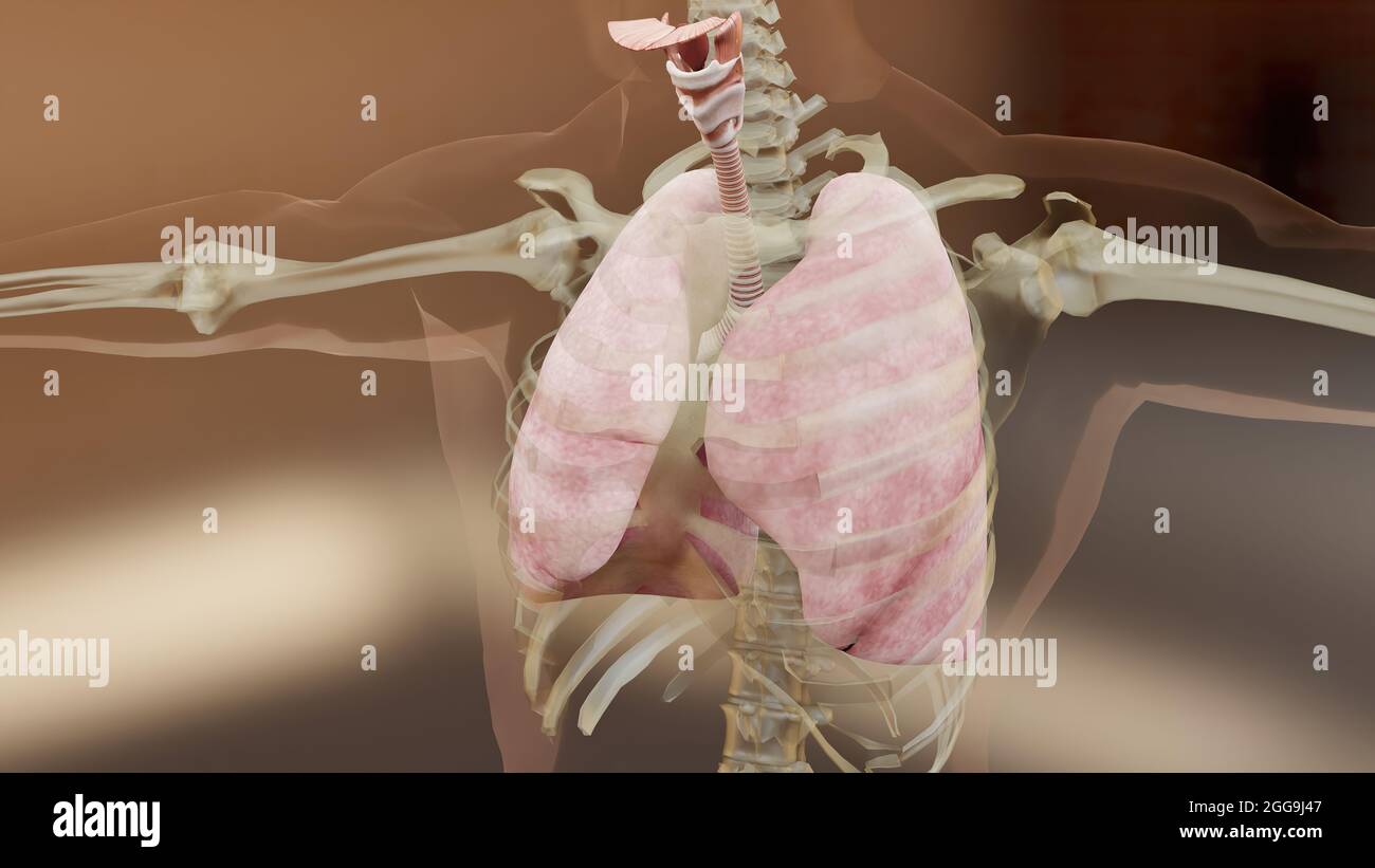 Illustrazione 3d del concetto di anatomia dei polmoni del sistema respiratorio umano. Polmone visibile, ventilazione polmonare, alta qualità realistica, rendering 3d Foto Stock