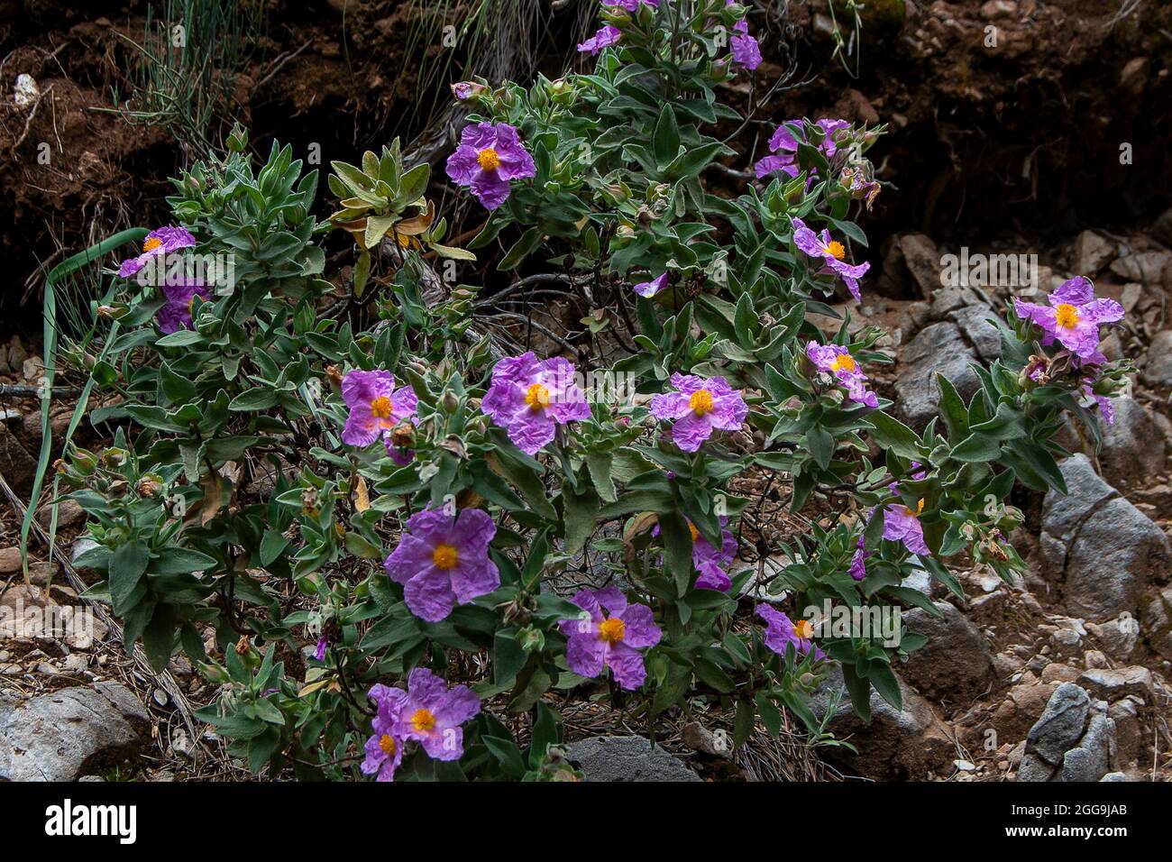 Cistus albidus. Fiori rosa Foto Stock