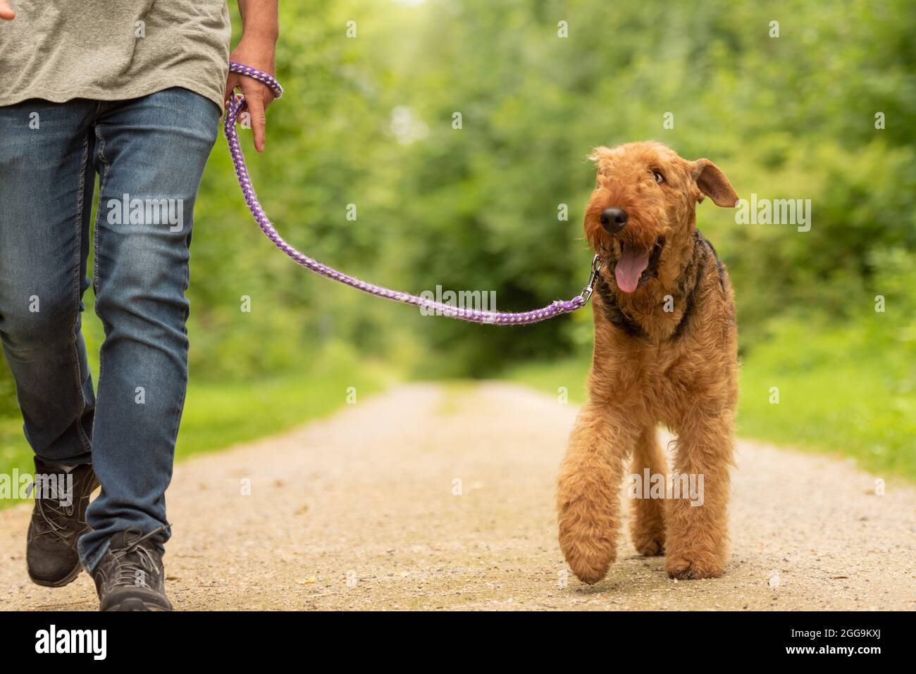 Airedale Terrier. Gestore del cane è a piedi con il suo cane odedient su una strada rurale in una foresta. Foto Stock