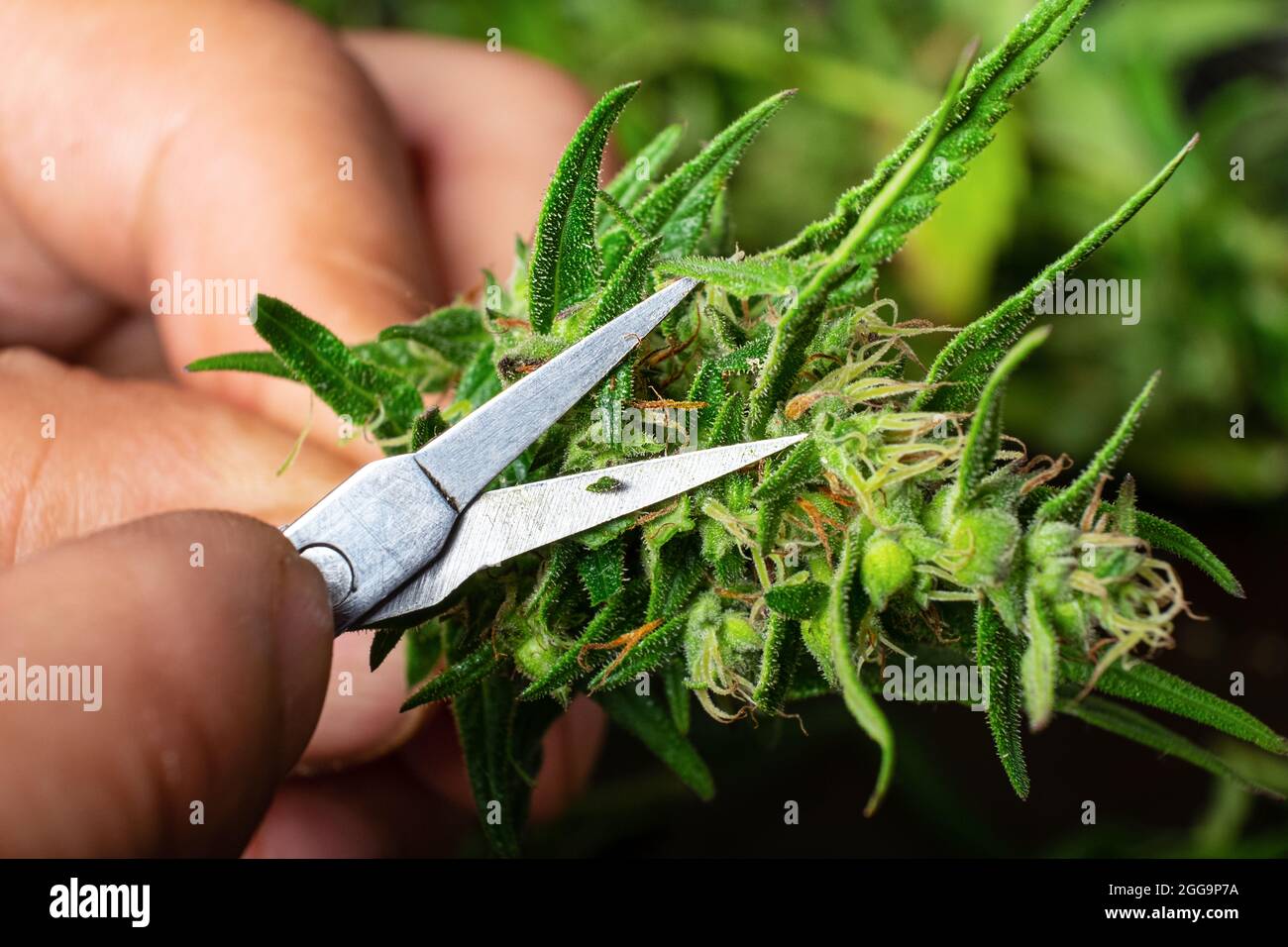 potatura foglie forbici germogli di cannabis, rifilatura germoglio di marijuana. Foto Stock
