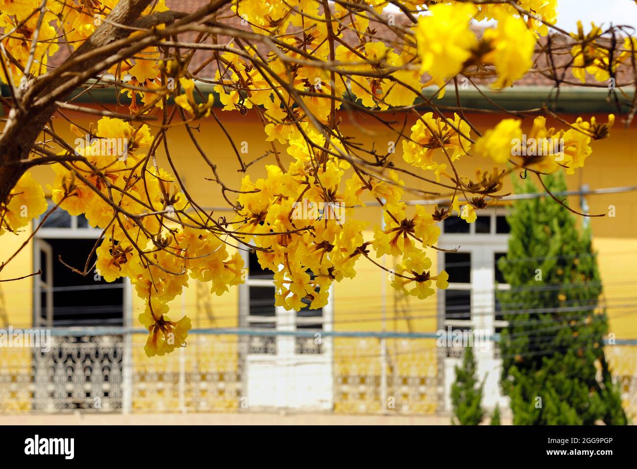 albero di ipe giallo integrato nell'ambiente della città Foto Stock