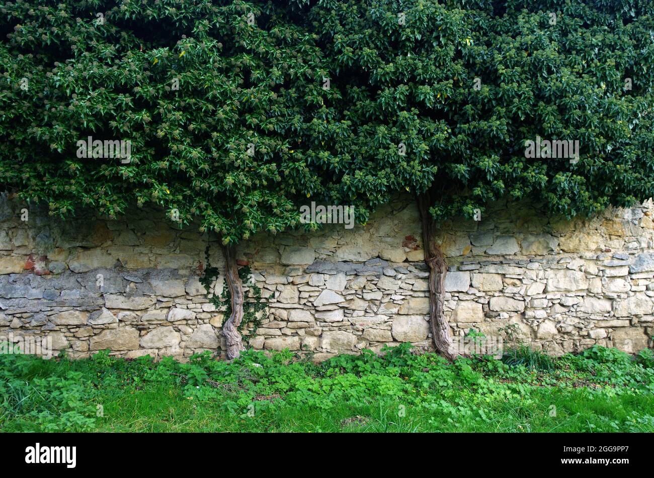 Antico muro di pietra con un cespuglio verde, ideale per sfondo, carta da parati. Foto Stock