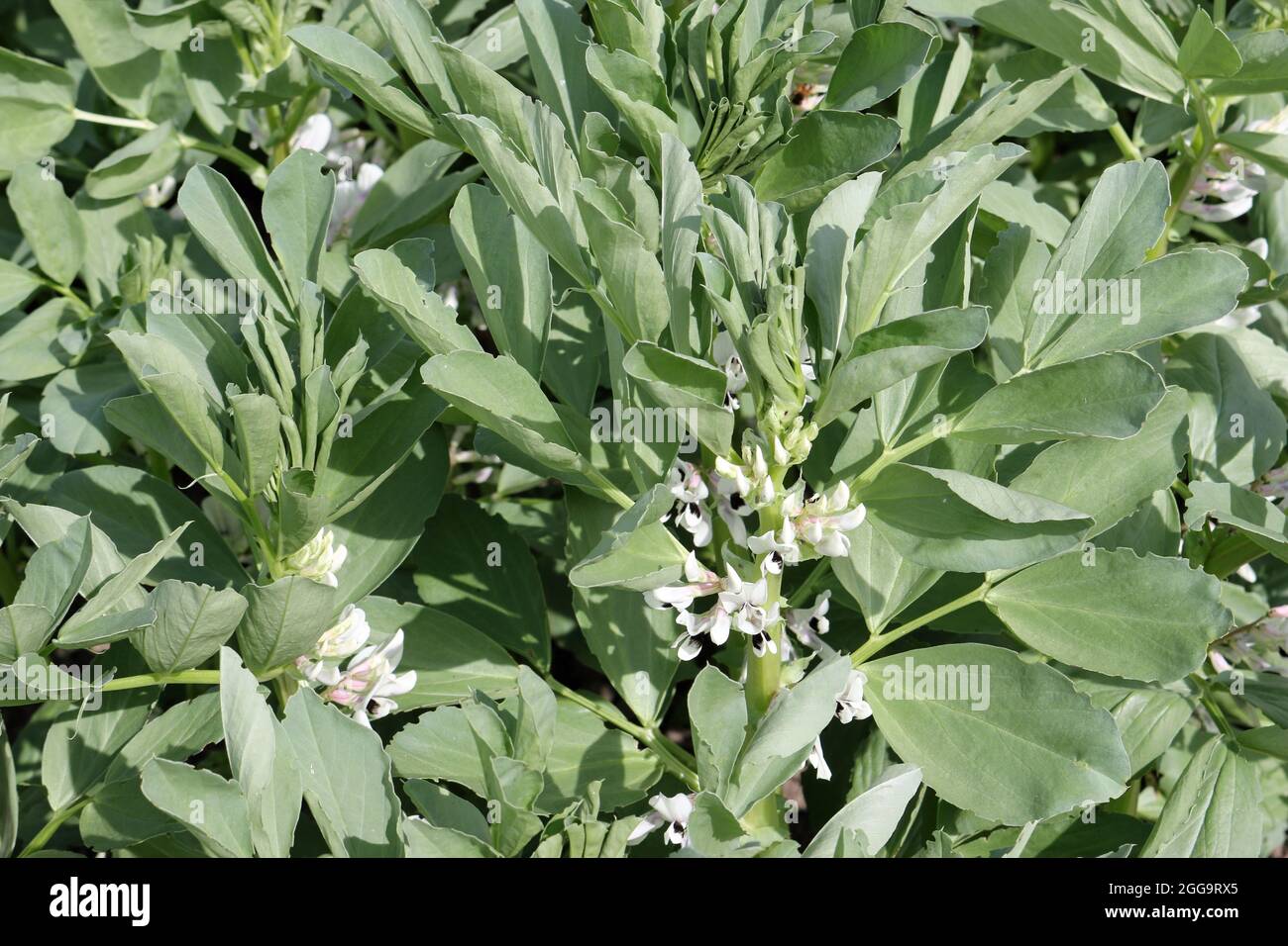 Fagiolo, Vicia faba, piante con fiori in luce solare brillante e senza sfondo. Foto Stock
