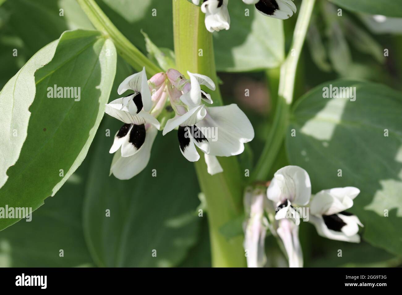 Fagiolo largo, faba Vicia, piante con fiori in primo piano in luce solare brillante e senza sfondo. Foto Stock
