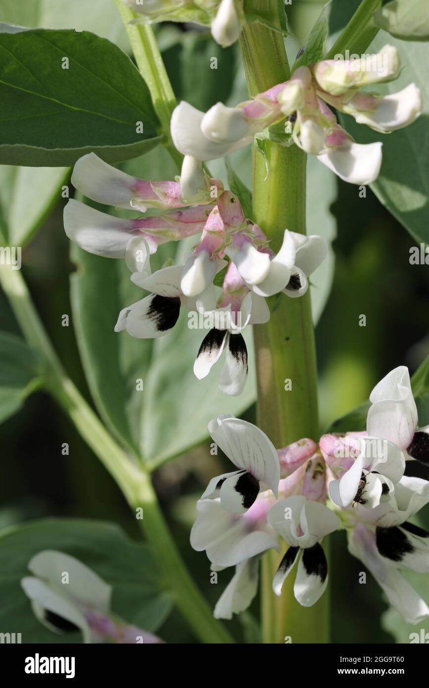 Fagiolo largo, faba Vicia, piante con fiori in primo piano in luce solare brillante e senza sfondo. Foto Stock
