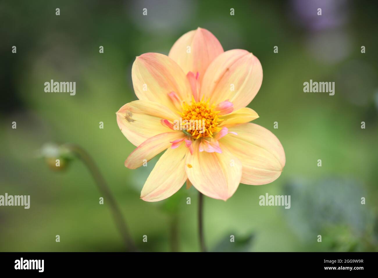 Dahlia Kelsey Annie gioia Foto Stock