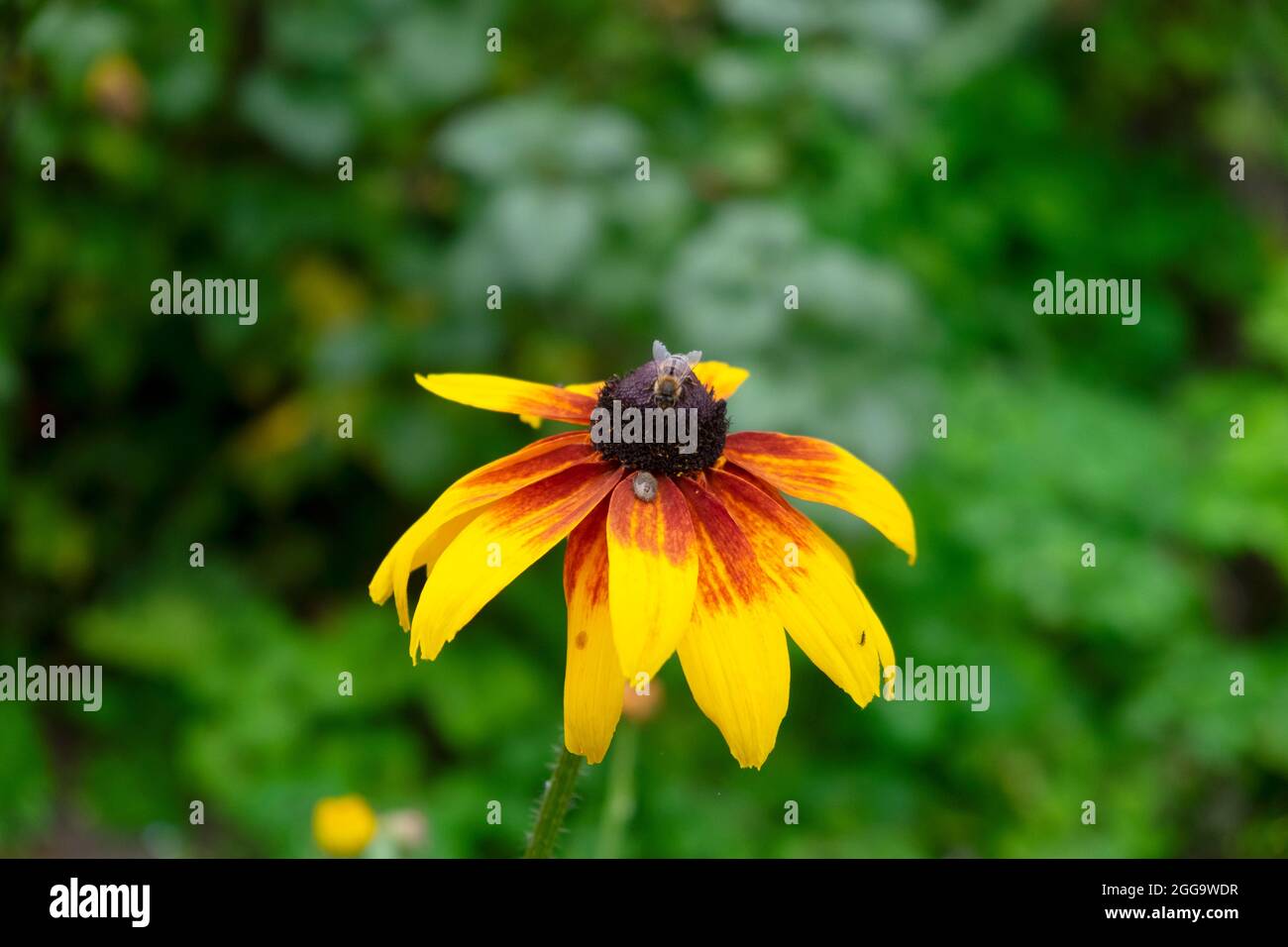 Api miele e insetto nutrimento su giallo e rosso rudbeckia fiore in fiore nel giardino estivo rurale Carmarthenshire Galles Regno Unito Gran Bretagna KATHY DEWITT Foto Stock