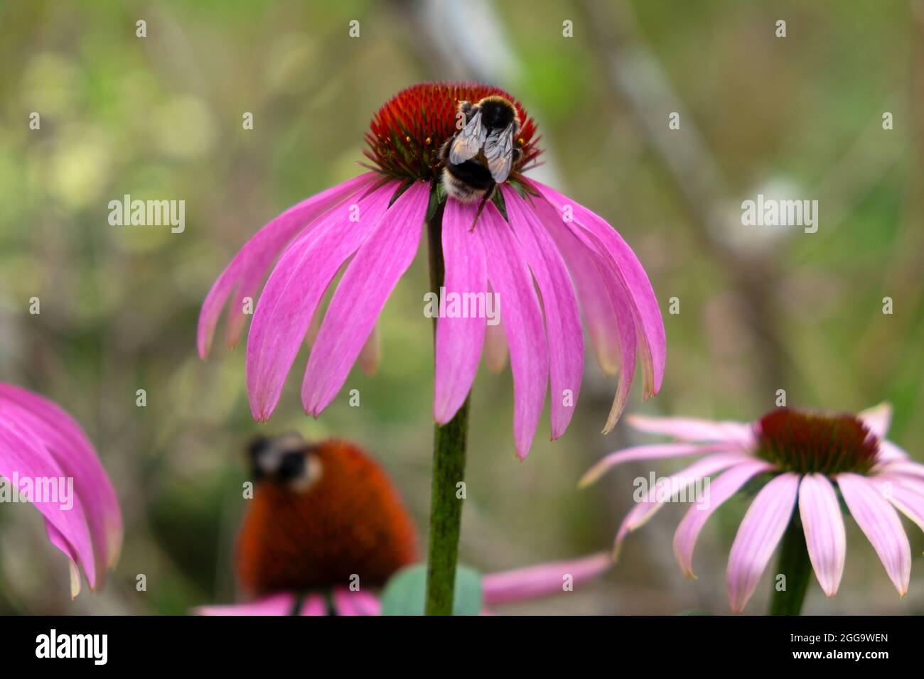Miele ape e insetto che si nutrono su viola Echinacea Purpurea nel giardino estivo confine erbaceo nel Carmarthenshire Galles Regno Unito Gran Bretagna KATHY DEWITT Foto Stock
