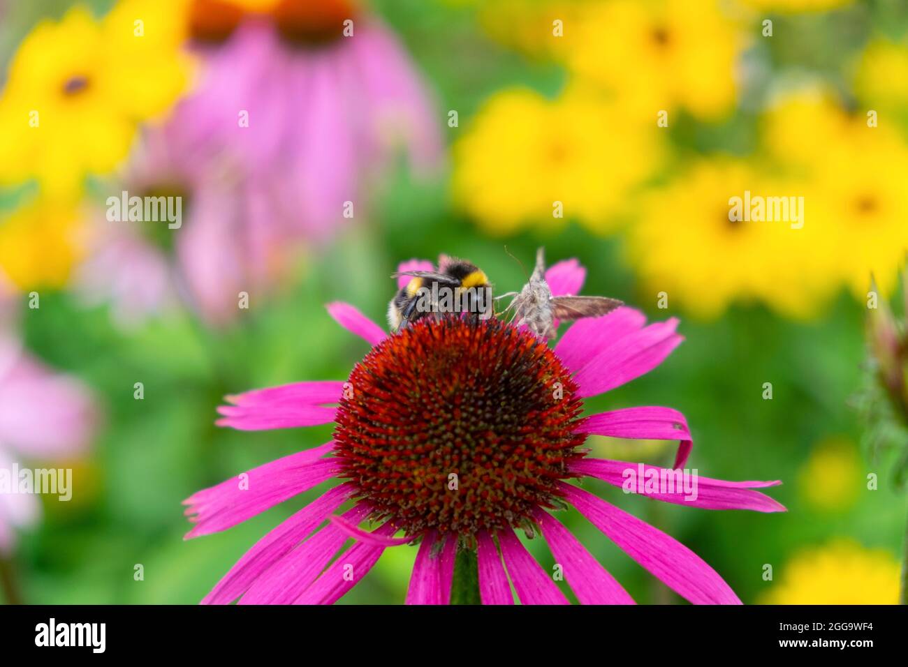 Ape miele e falena marrone nutrimento su fiore di echinacea viola in giardino d'estate confine erbaceo nel Carmarthenshire Galles Regno Unito Gran Bretagna KATHY DEWITT Foto Stock