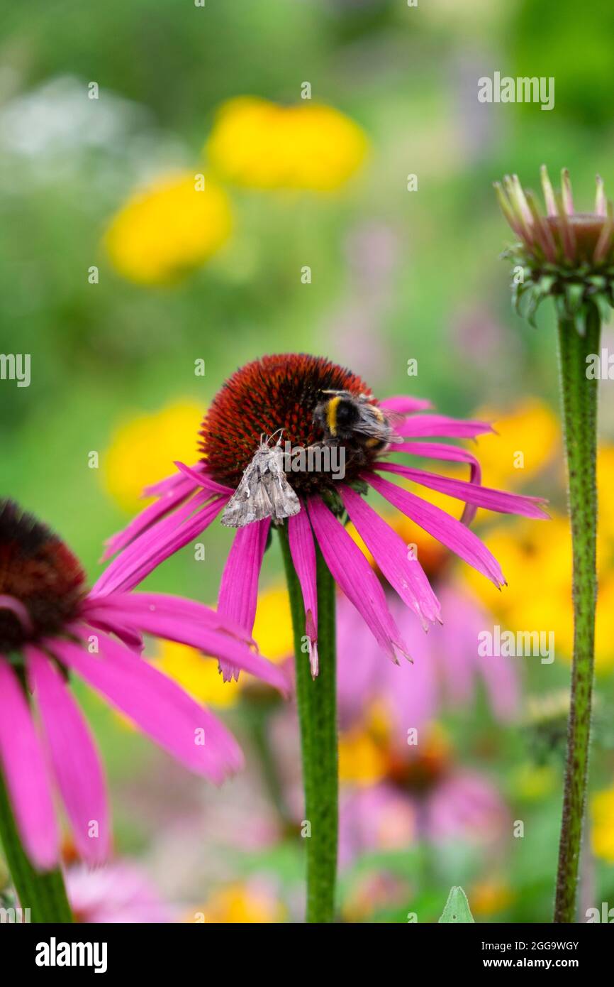 Ape miele e falena marrone nutrimento su fiore di echinacea viola in giardino d'estate confine erbaceo nel Carmarthenshire Galles Regno Unito Gran Bretagna KATHY DEWITT Foto Stock