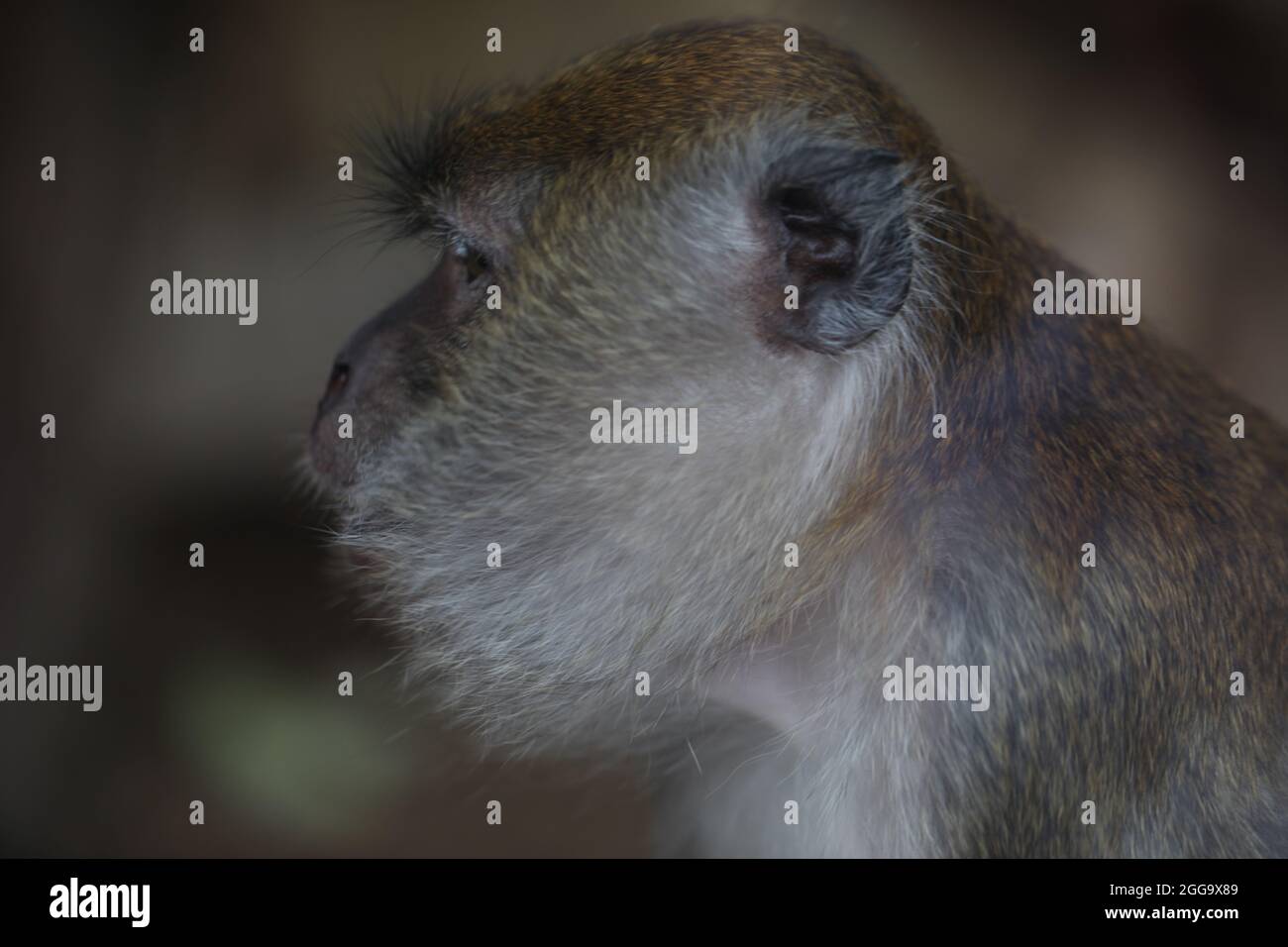 Fauna selvatica conservazione concetto primo piano di un macaco a coda lunga ( Macaca fascicularis ) Foto Stock