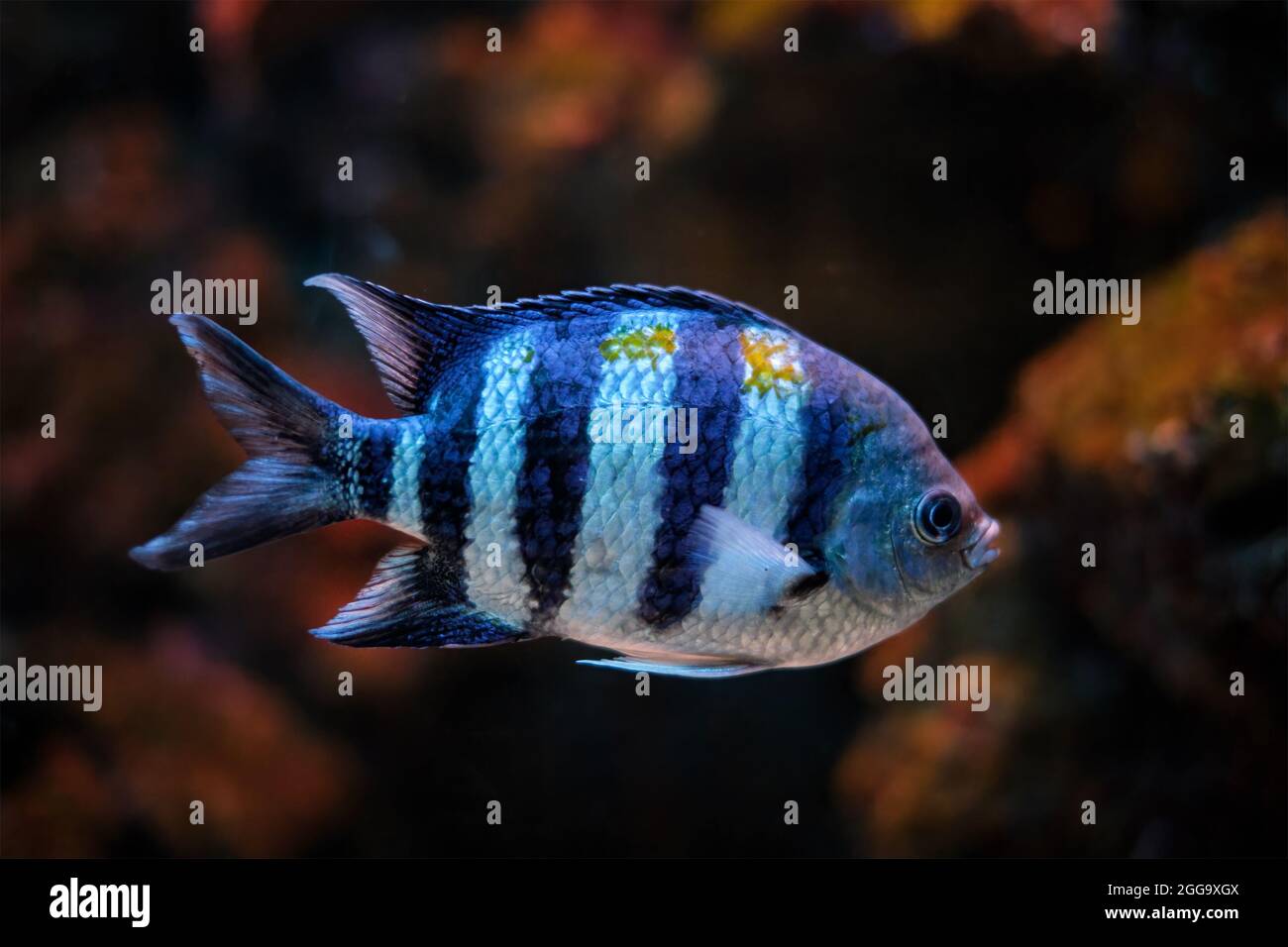 Pesce Abudefduf vaigiensis, sergente Indo-Pacifico Foto Stock