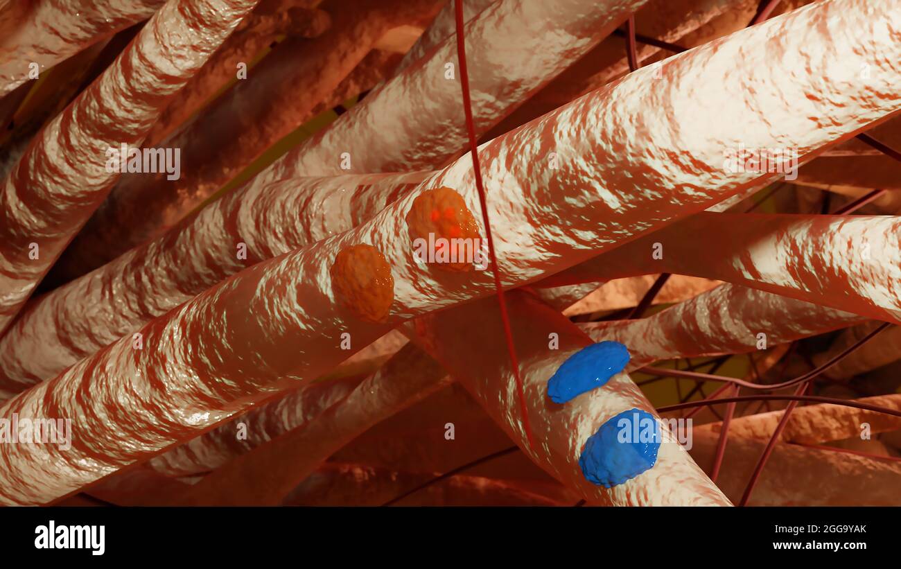 Illustrazione 3d di Osteoblaste e Osteoclaste, accurata dal punto di vista medico, modellazione e rimodellamento osseo, tessuto osseo, cellule assorbenti il calcio dalle ossa Foto Stock