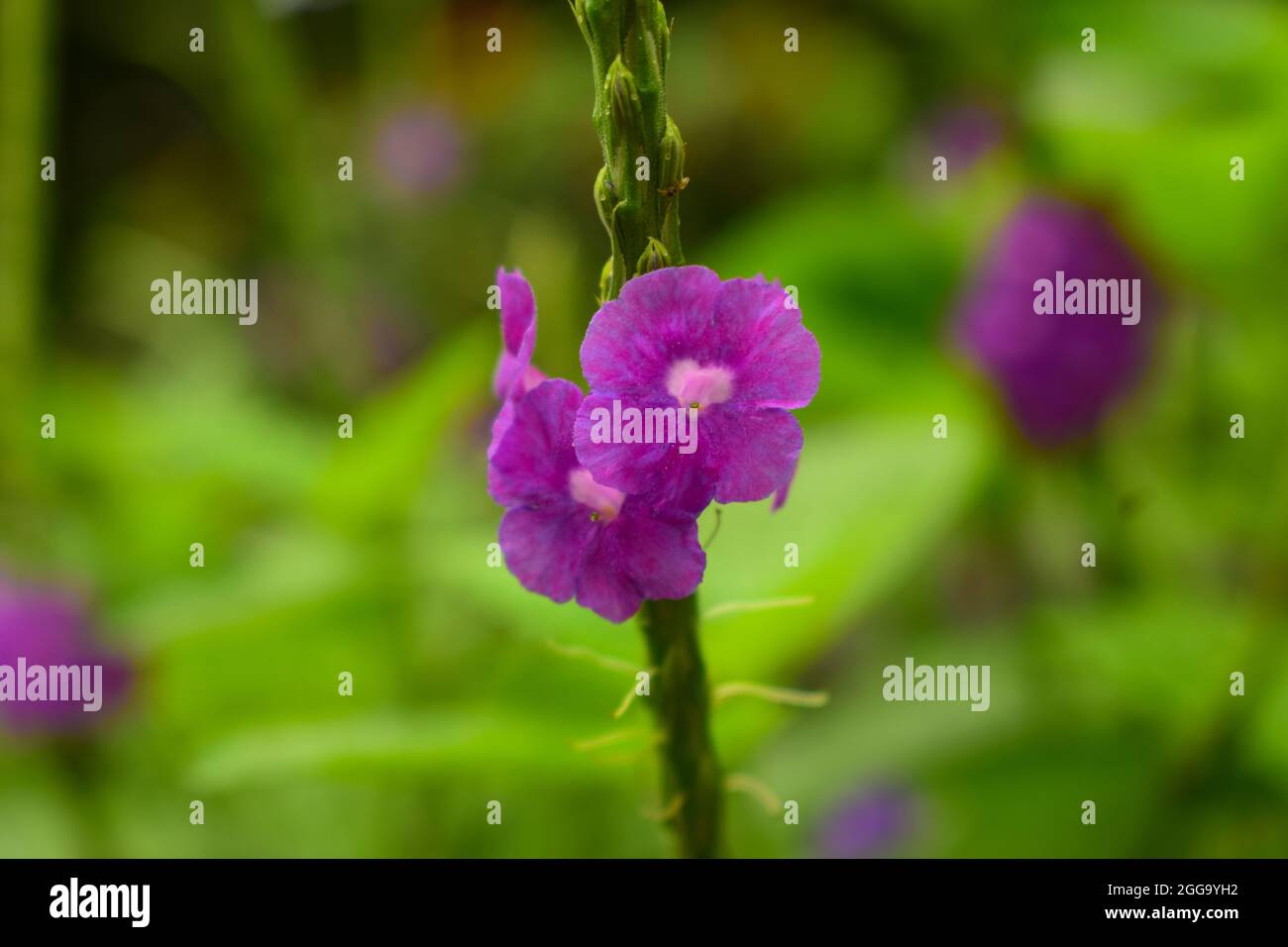 Fiori viola nel giardino con cielo blu e sfondo di nuvole in stile vintage soft focus. Foto Stock
