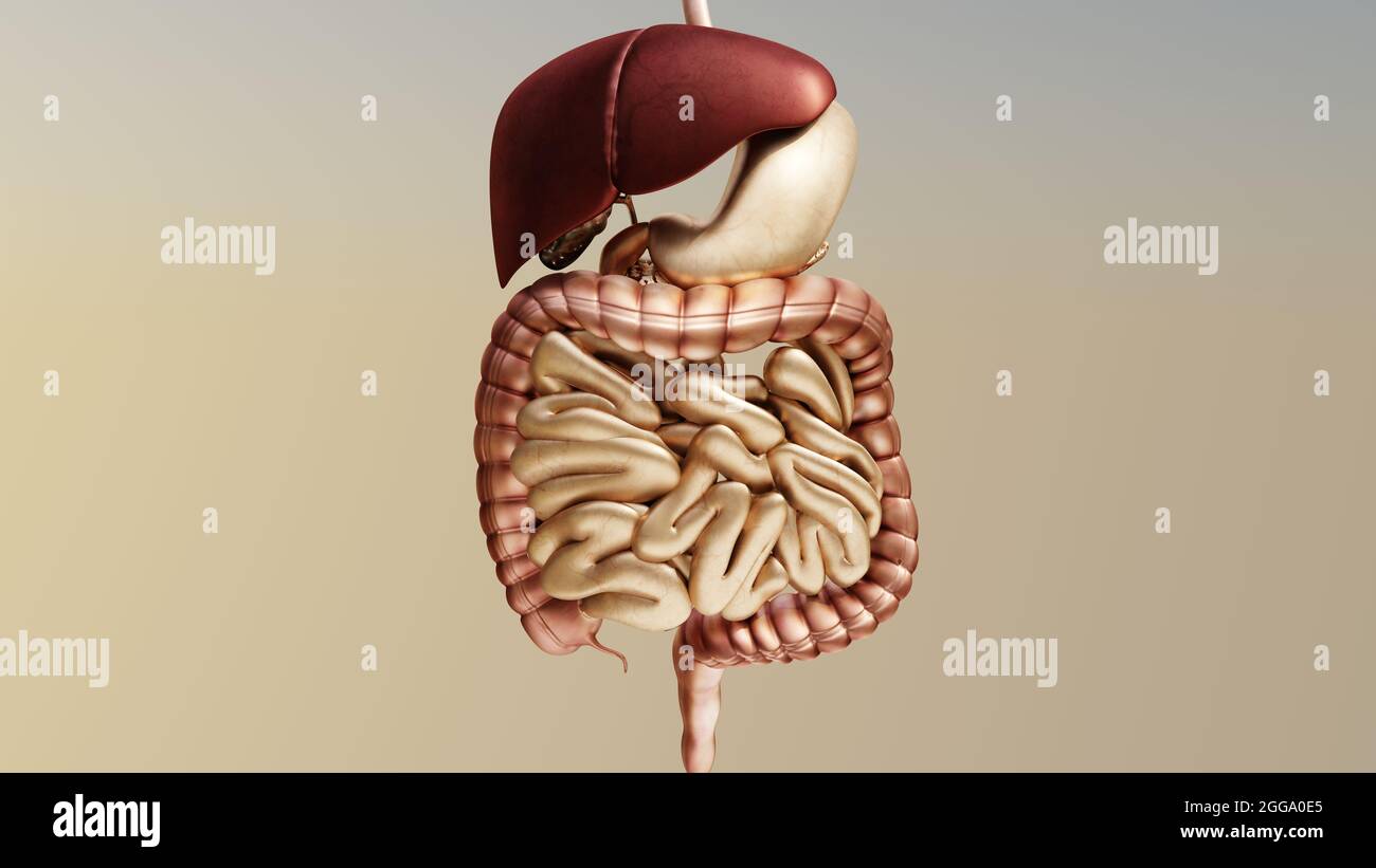 Illustrazione 3d del sistema digestivo umano, accurato dal punto di vista medico, rendering 3d Foto Stock