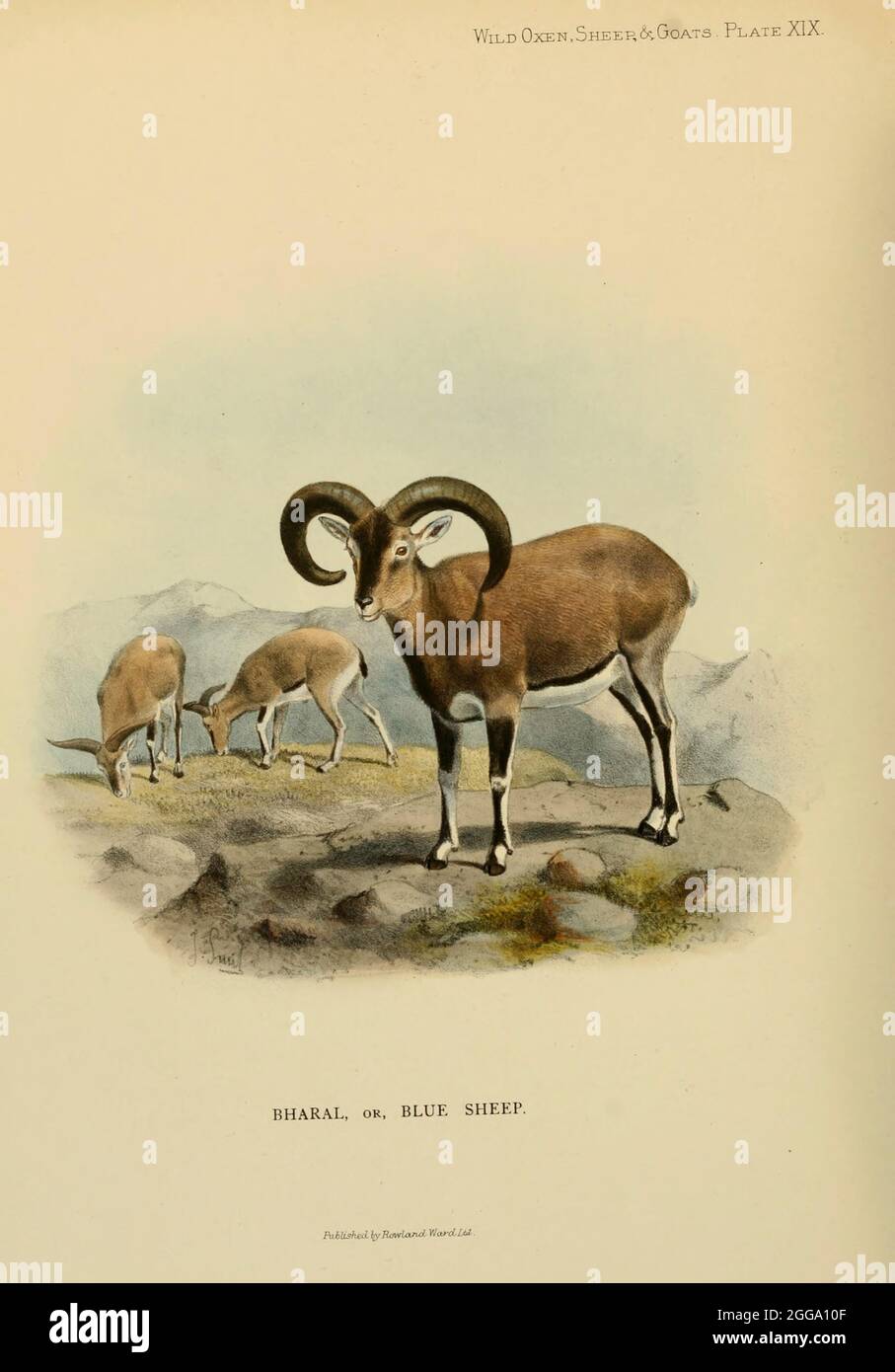 Il bharal (Pseudois nayaur), [qui come Ovis nahura] chiamato anche la pecora blu, è un caprino nativo dell'alta Himalaya. È l'unico membro del genere Pseudois. Si verifica in India, Bhutan, Cina (in Gansu, Ningxia, Sichuan, Tibet, e Mongolia interna), Myanmar, Nepal e Pakistan. Illustrazione a colori dal libro " Selvaggio buoi, pecore e capre di tutte le terre, viventi ed estinti " di Richard Lydekker (1849-1915) pubblicato nel 1898 da Rowland Ward, Londra Foto Stock
