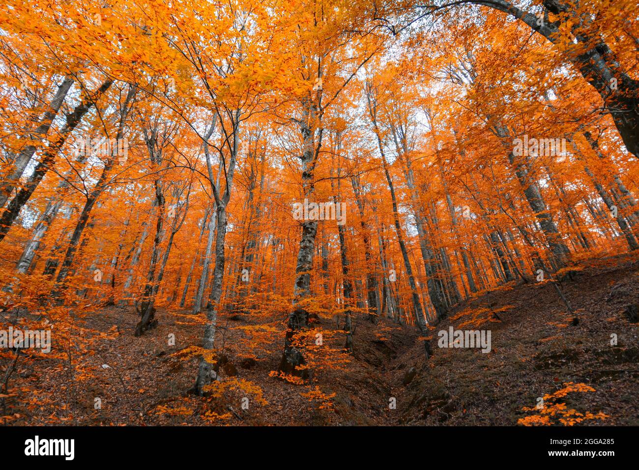 Autunno e alberi nella foresta. È tempo di caduta delle foglie. Foto Stock