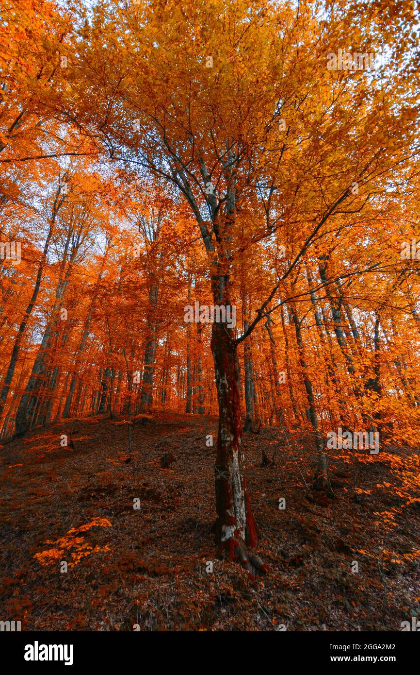 Autunno e alberi nella foresta. È tempo di caduta delle foglie. Foto Stock