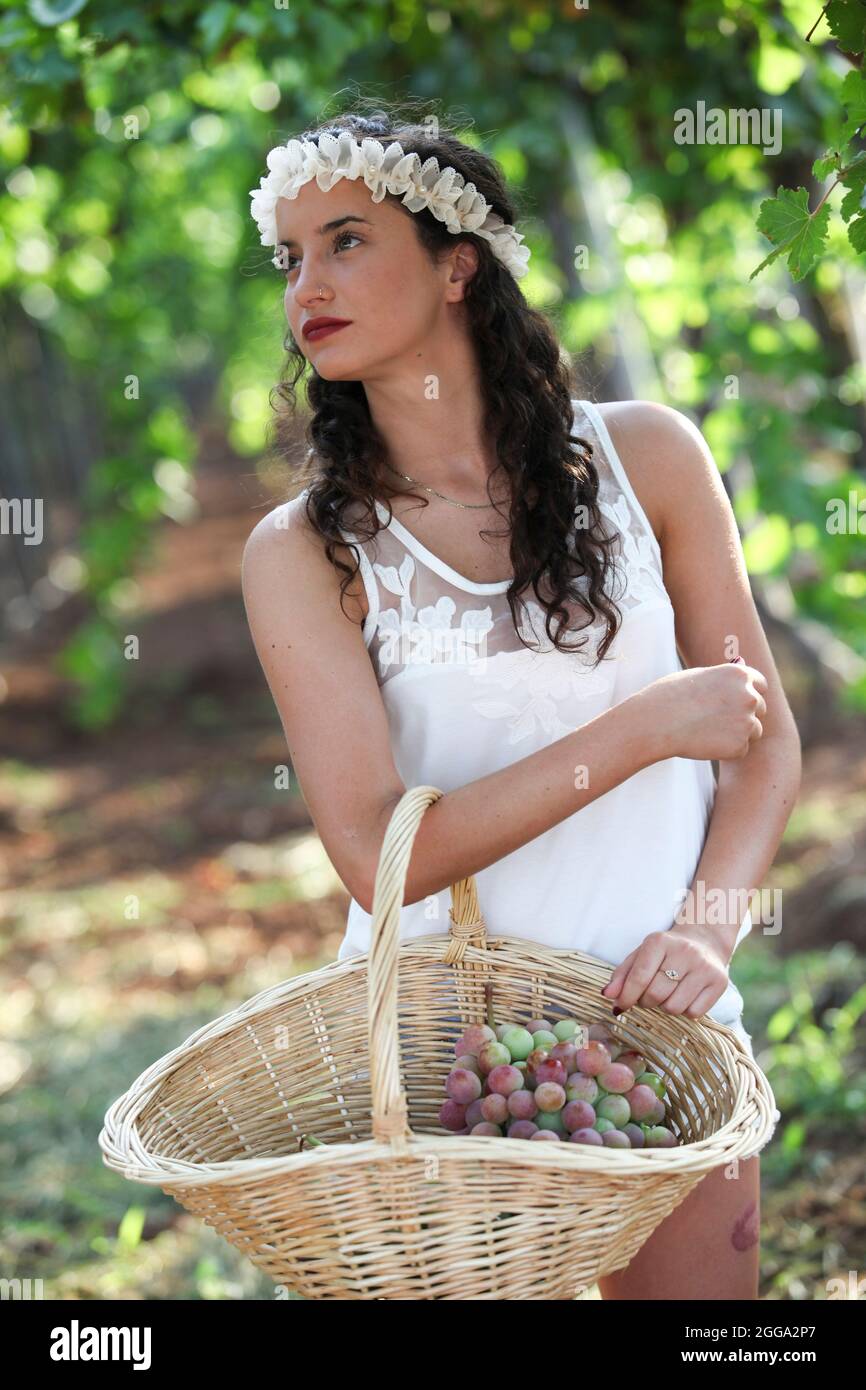 Young Teen girl in abito bianco di uve scelte in un vigneto Foto Stock