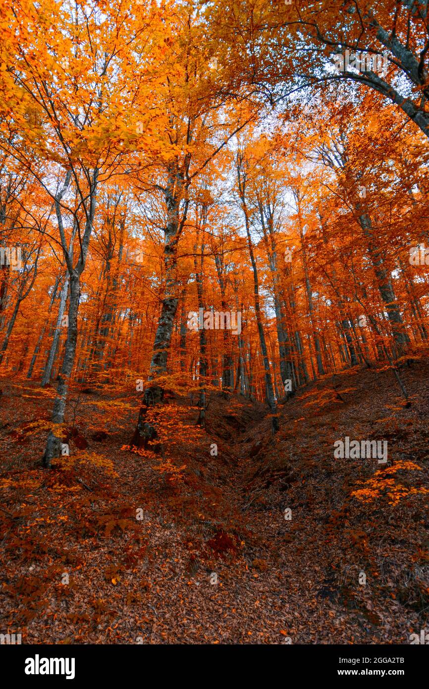 Autunno e alberi nella foresta. È tempo di caduta delle foglie. Foto Stock