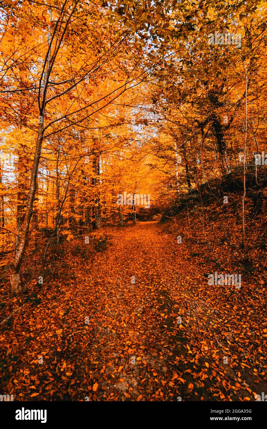 Autunno e alberi nella foresta. È tempo di caduta delle foglie. Foto Stock
