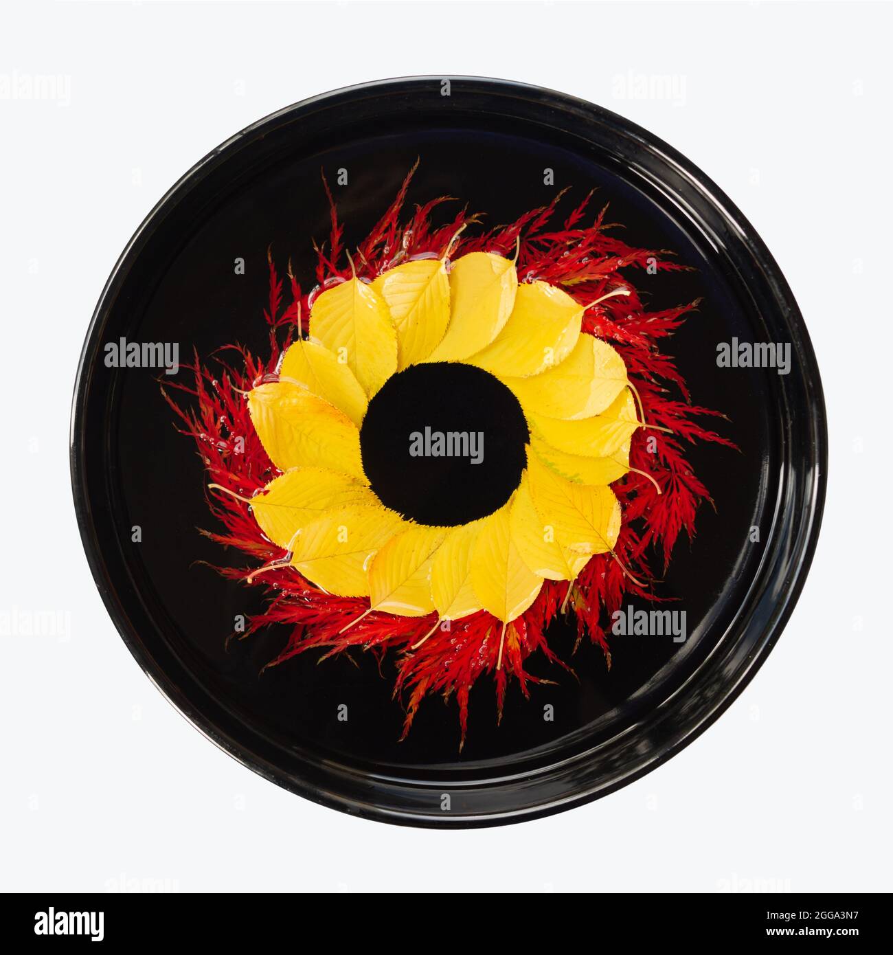 Floating arte floreale rosso e giallo caduta foglie in un vaso rotondo nero isolato su sfondo bianco Foto Stock