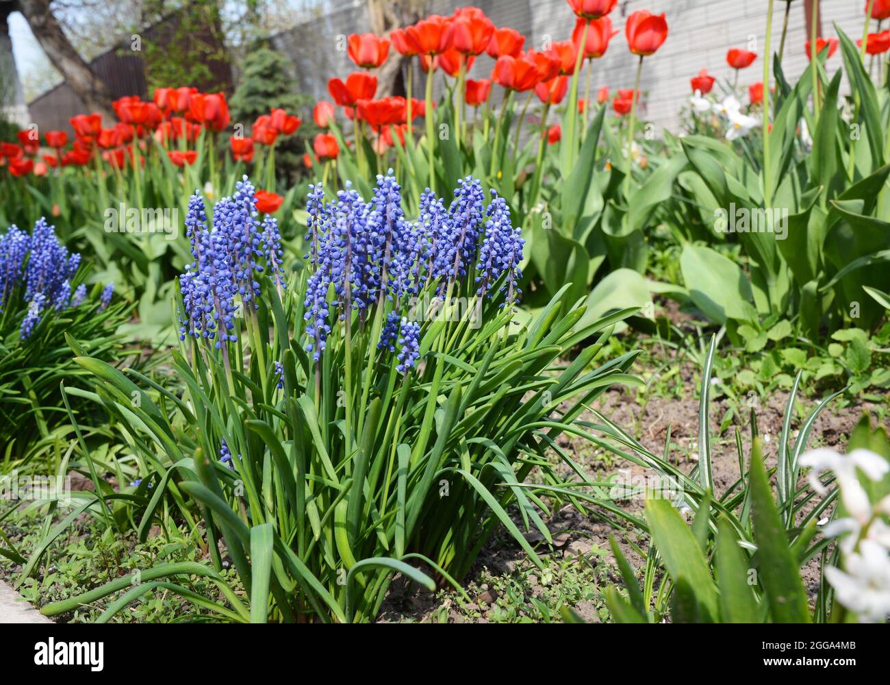 Primo giardino primavera bulbo fiori blu muscari o giacinto d'uva noto anche come bluebells o bluebonnet con tulipani rossi sullo sfondo su una bellezza Foto Stock