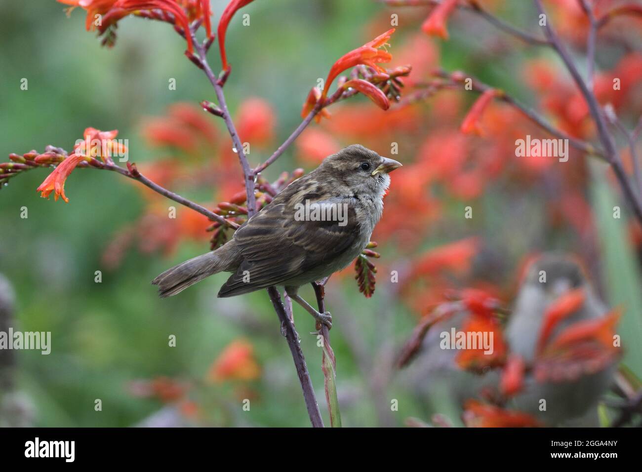 Casa Sparrow Fledgling (Passer domestica) in Garden Environment, Regno Unito Foto Stock