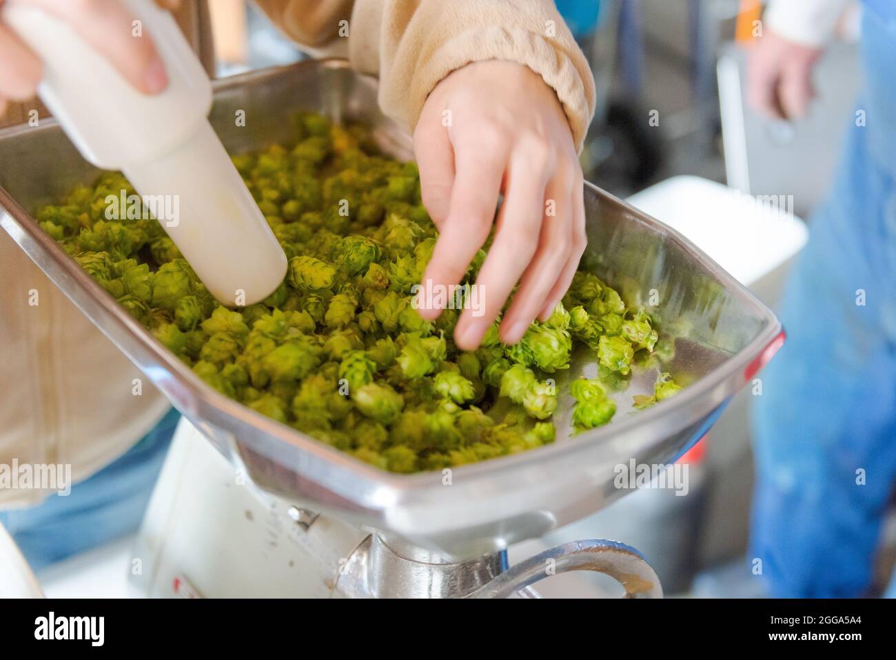 Macinare il luppolo verde fresco in un macinacaffè Foto Stock