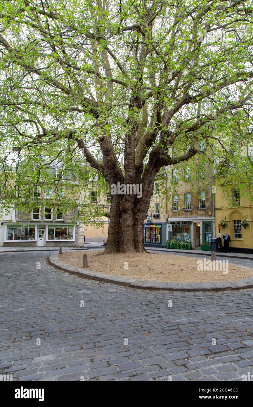 Il gigante Abbey Green Plane, un aereo di Londra (Platanus x hispanica), Abbey Green, Bath, UK Foto Stock