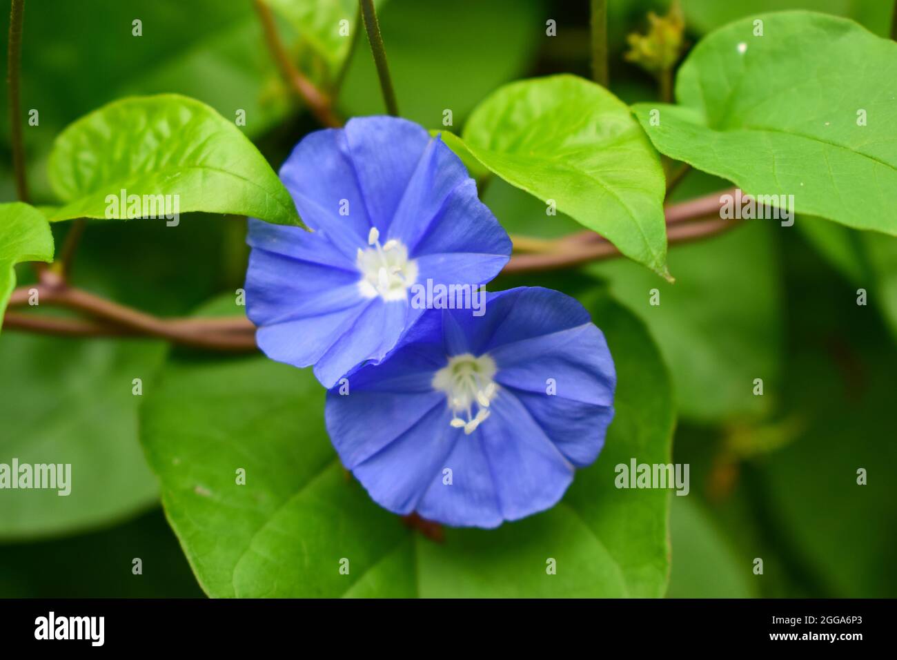 Fiori viola nel giardino con cielo blu e sfondo di nuvole in stile vintage soft focus. Foto Stock