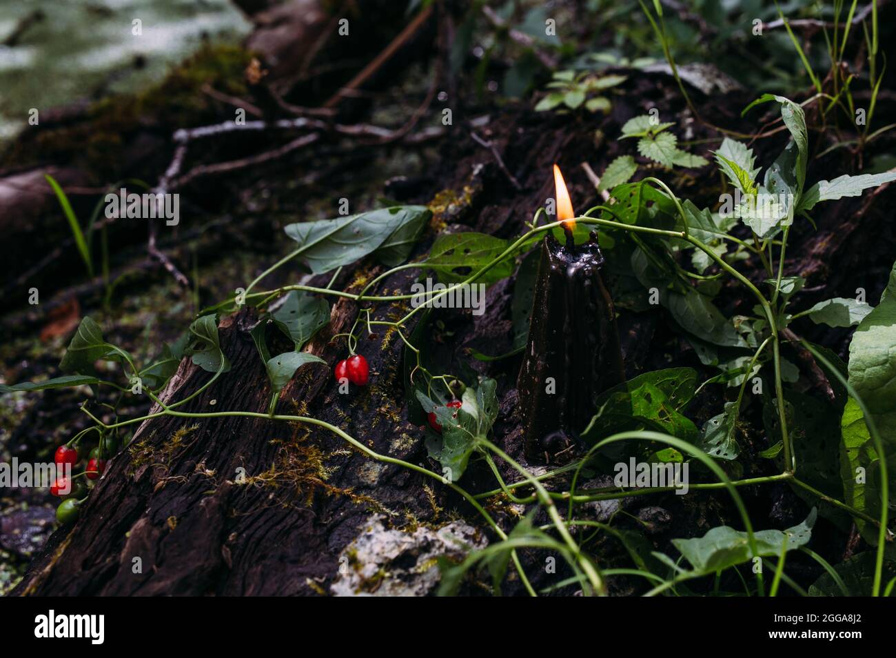 Concetto occulto, esoterico, divinazione e wicca. Halloween sfondo vintage Foto Stock