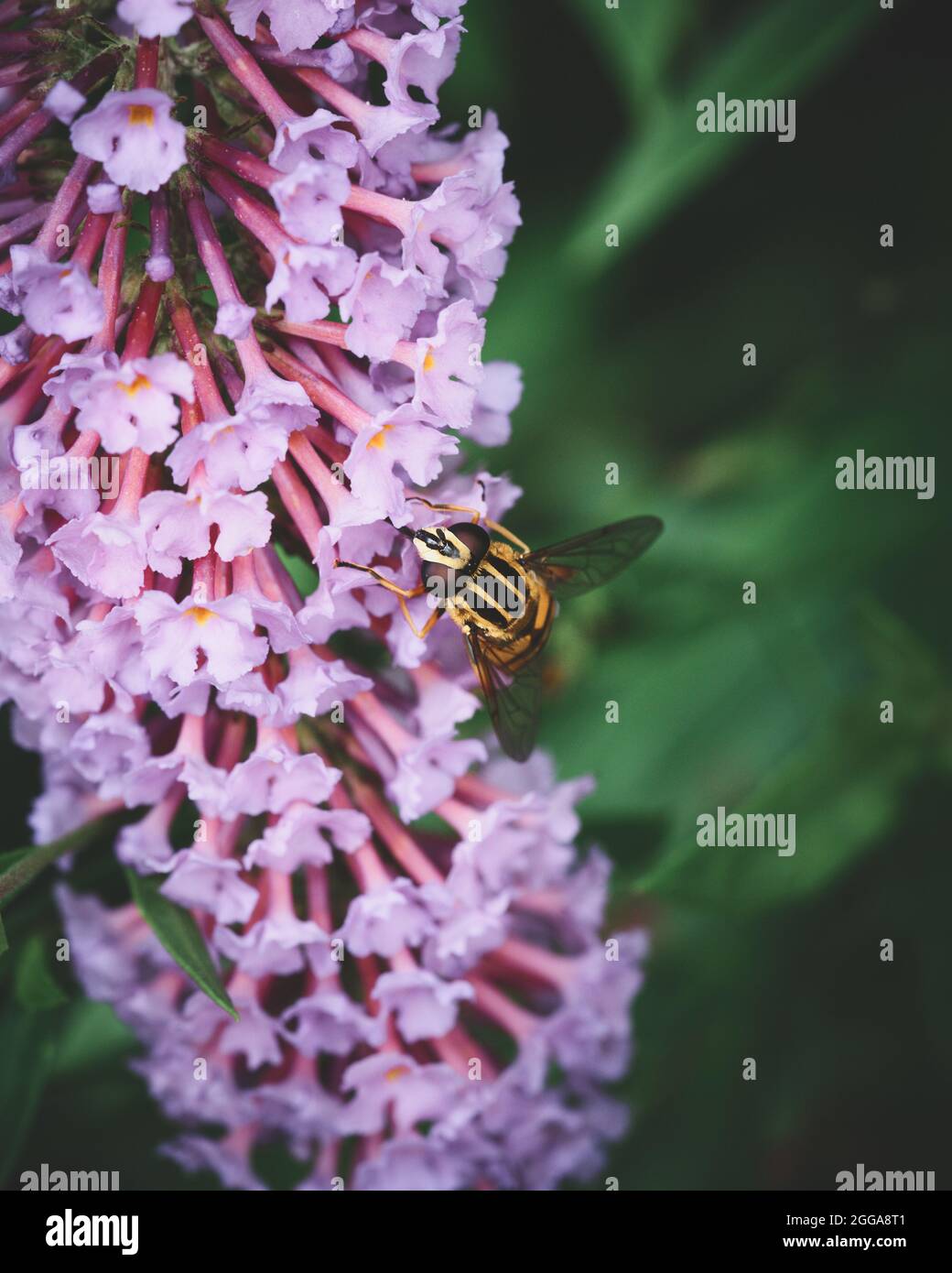 Fiori e insetti in una simbiosi naturale. Foto di alta qualità Foto Stock