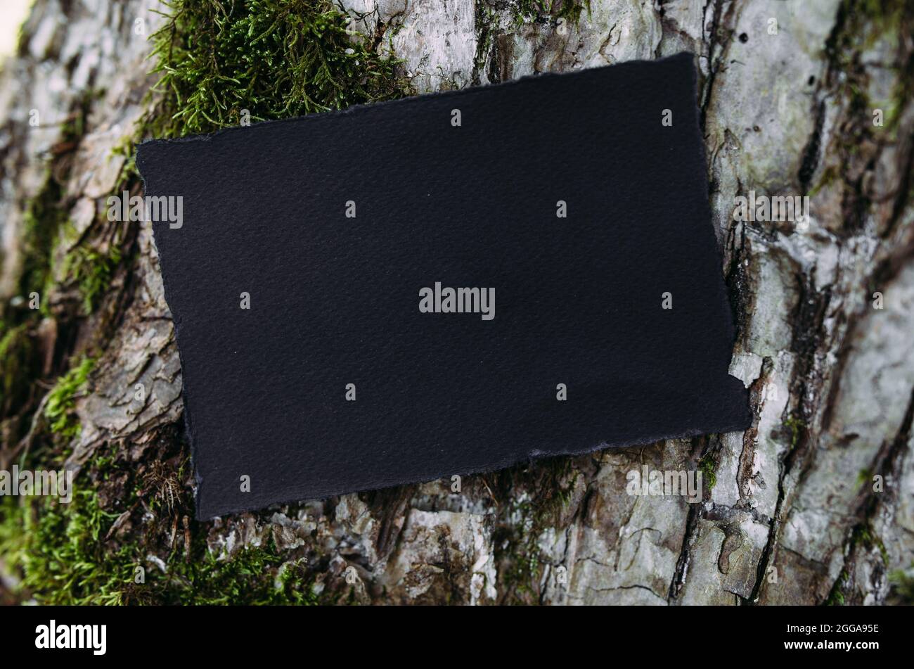 Modello di mockup nero di carta artigianale sullo sfondo della natura magica foresta Foto Stock