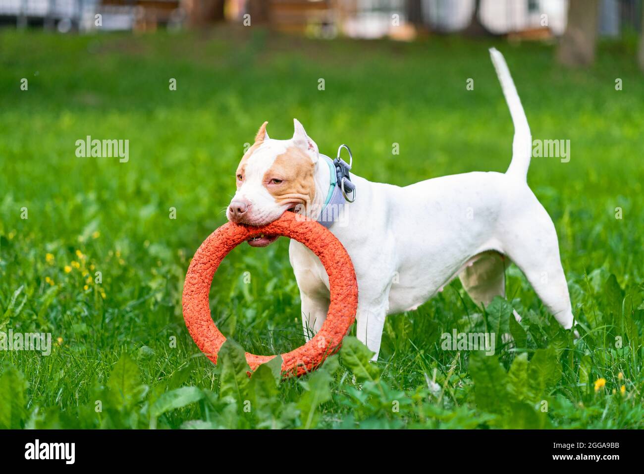Grazioso e felice americano pitbull terrier cucciolo che corre attraverso il prato con cerchio di arancia in bocca Foto Stock