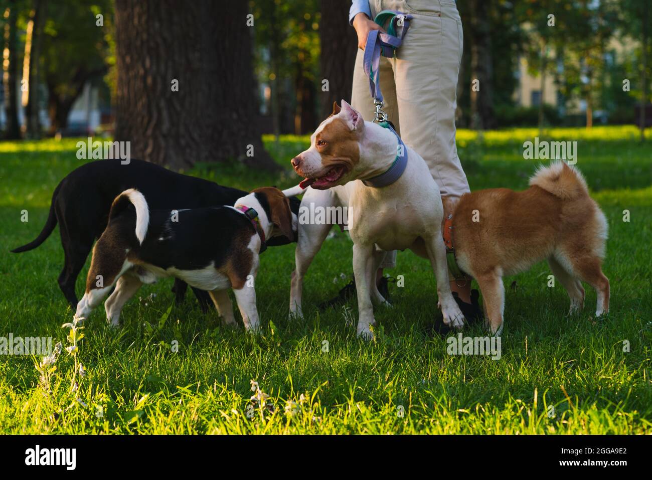 Anonimo femmina a piedi con pitbull americano nel parco. Incontro con cani altri cani al tramonto Foto Stock