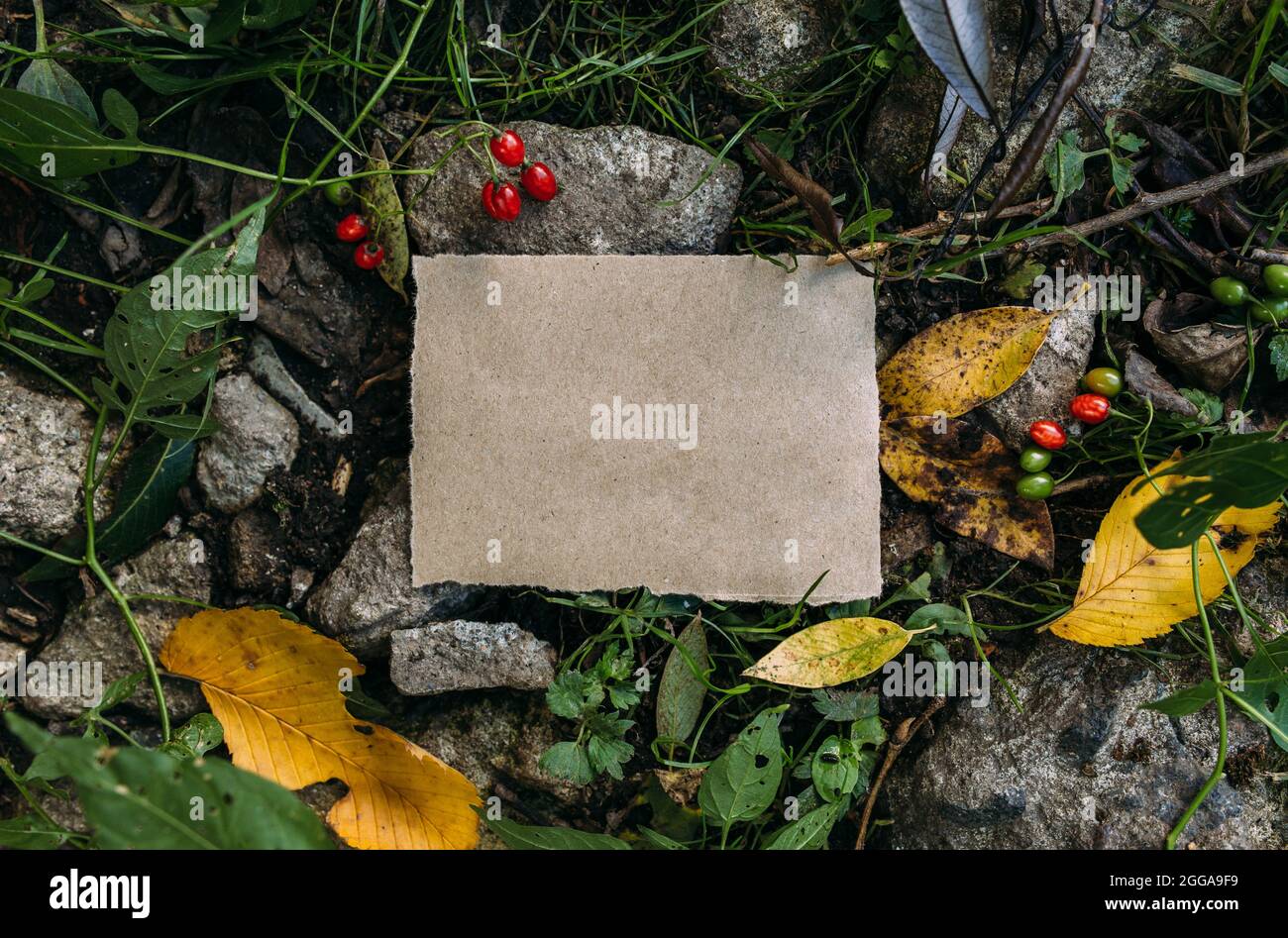 Modello di mockup di carta artigianale sullo sfondo della foresta magica autunno natura Foto Stock