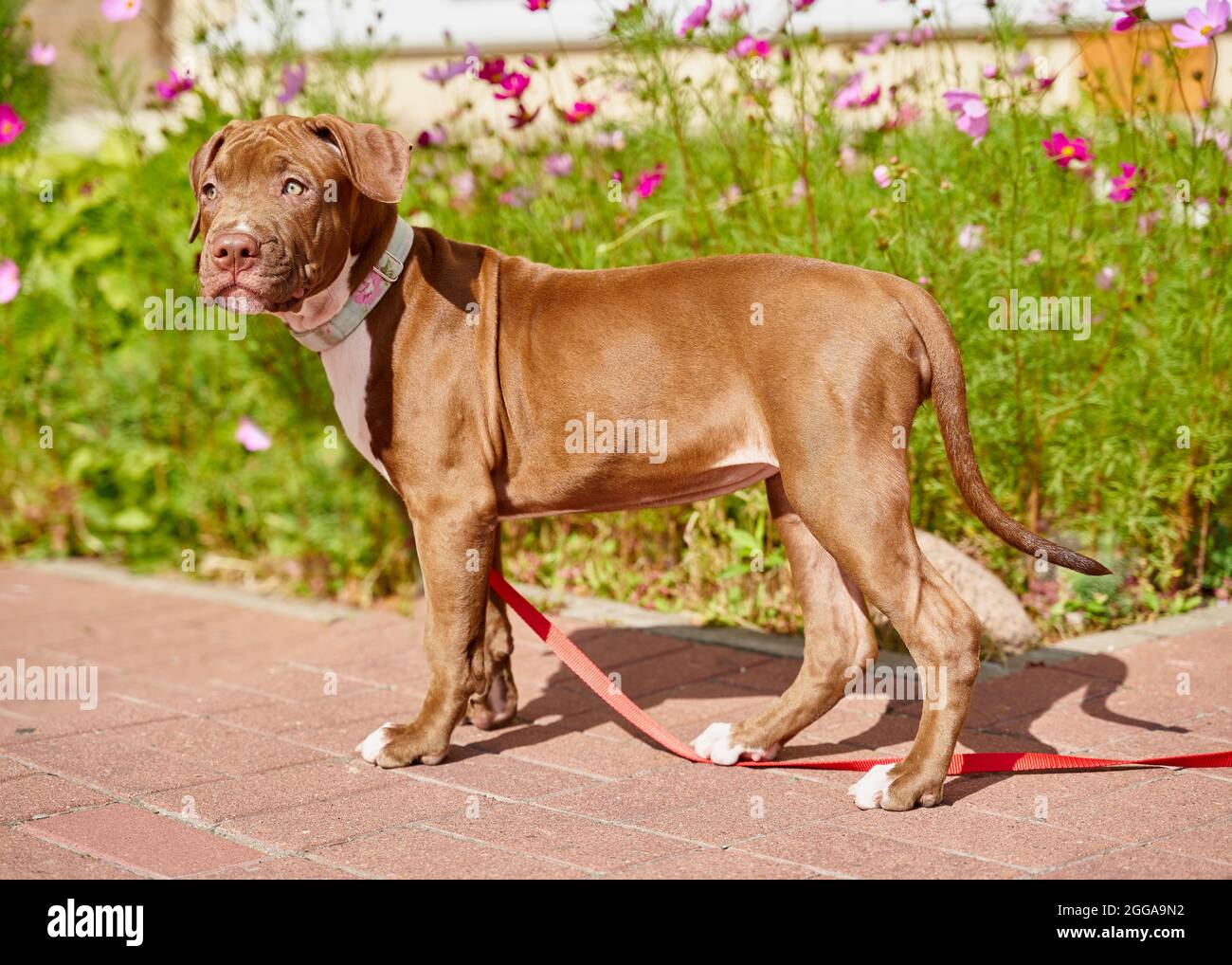 Cucciolo americano di pitbull terrrier sul guinzaglio rosso camminando e guardando via proprio accanto a flowerbed Foto Stock