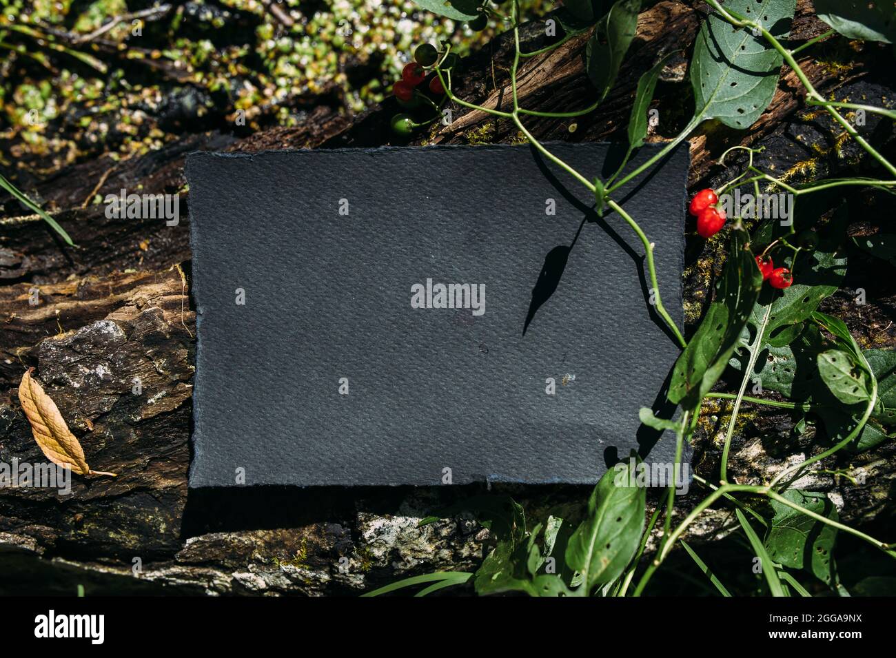 Modello di mockup nero di carta artigianale sullo sfondo della natura magica foresta Foto Stock