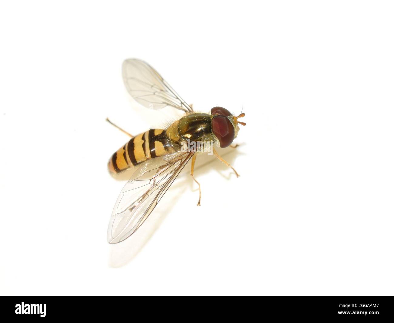 L'hoverfly Episyrphus balteatus isolato su sfondo bianco Foto Stock