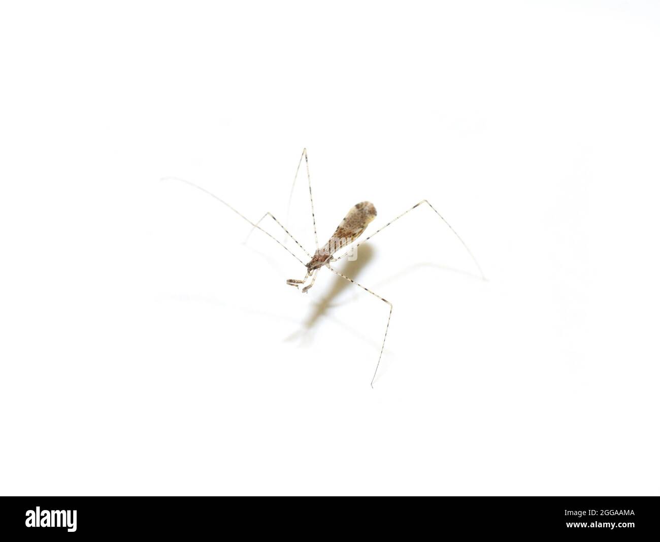 Comune bug homsin-legged empicoris vagabundus isolato su sfondo bianco Foto Stock