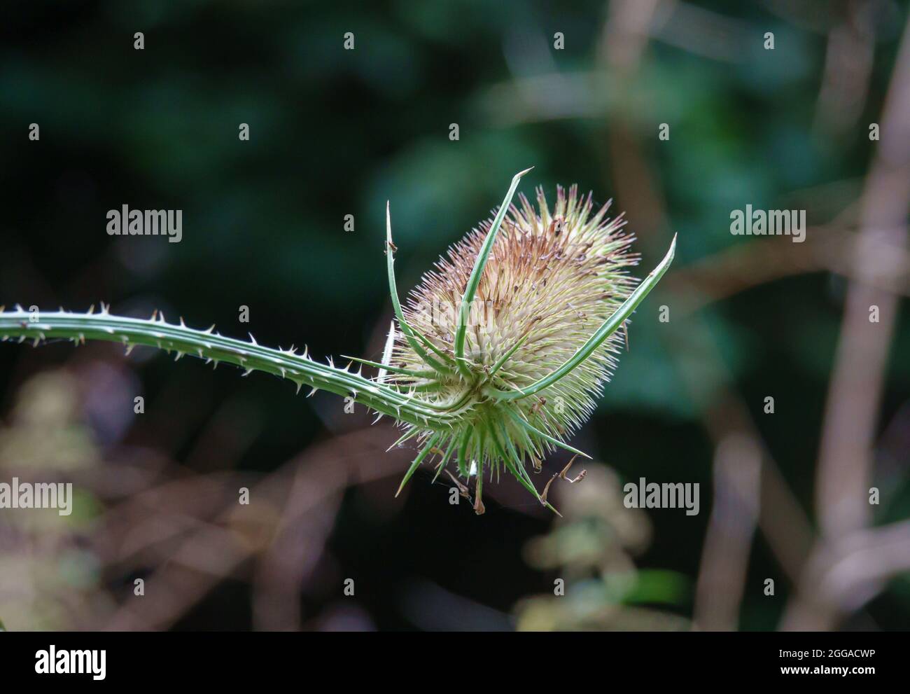 Primo piano di Selvaggio (Dipsacus Fullonum) su Salisbury Plain, Regno Unito Foto Stock