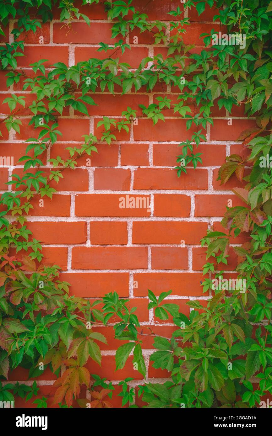 Muro di mattoni rossi motivo superficie texture con Ivy pianta con foglie, verde cespuglio superriduttore e viti. Materiale per decorazione di design sfondo. Foto Stock