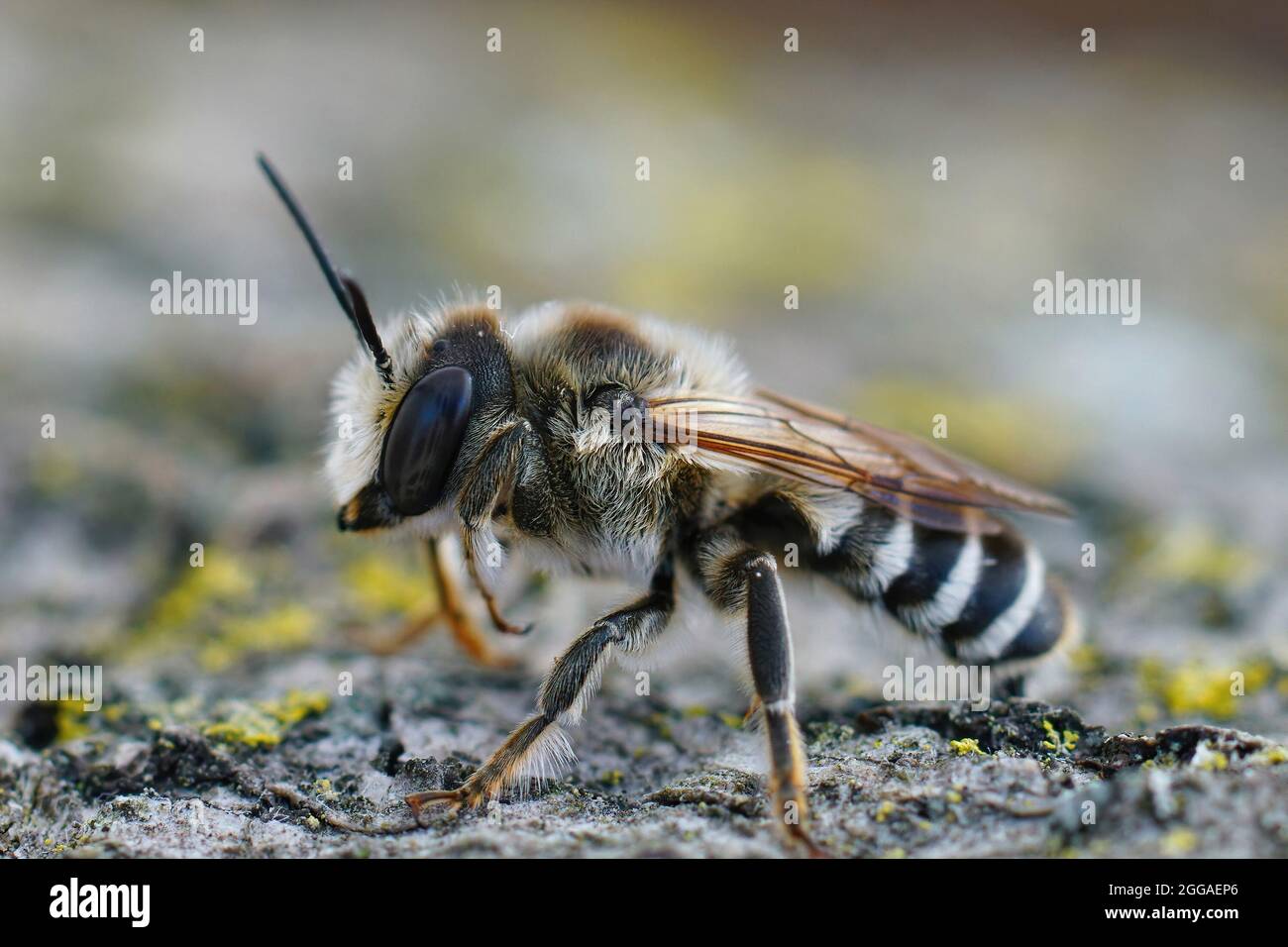 Primo piano su un'ape maschio di taglio a foglia, Megachile albisecta Foto Stock