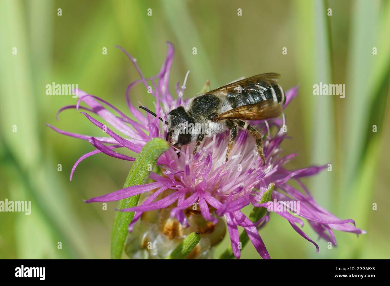 Primo piano di una femmina del decespugliatore sezionato bianco, Megachile albisecta Foto Stock