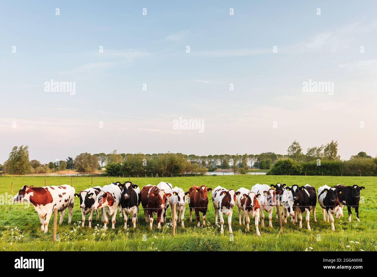 Grande fila di curiose mucche da latte olandesi con un fiume sul retro Foto Stock