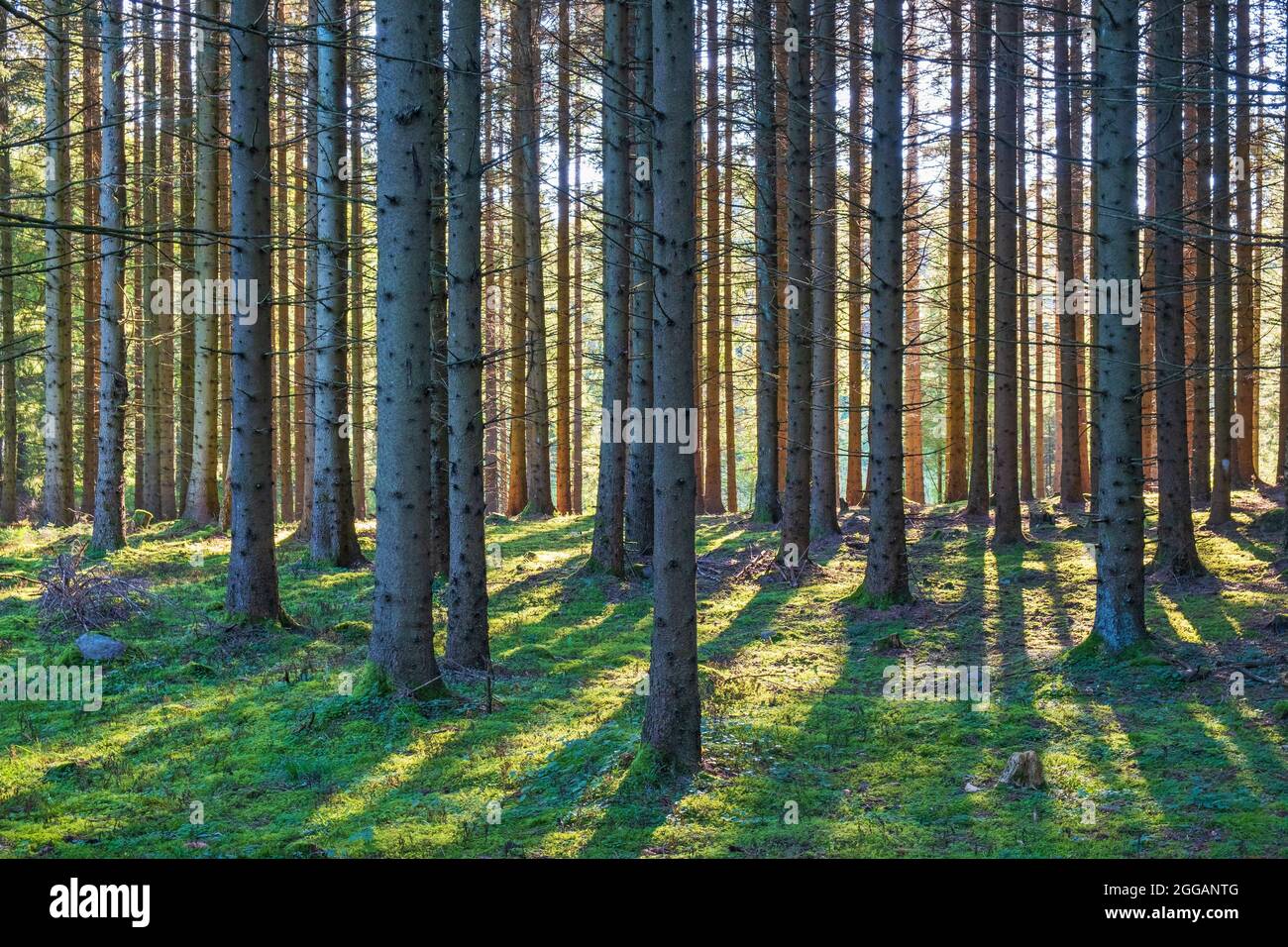 Foresta di abete rosso con sole in retroilluminazione Foto Stock