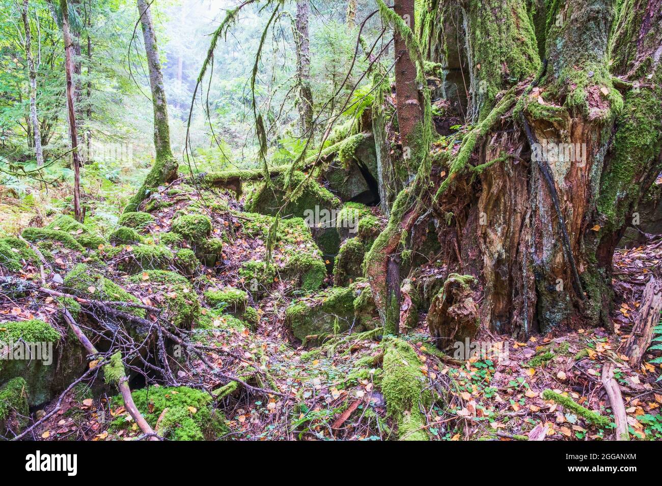Vecchia foresta di conifere con muschio verde e un albero marcio Foto Stock
