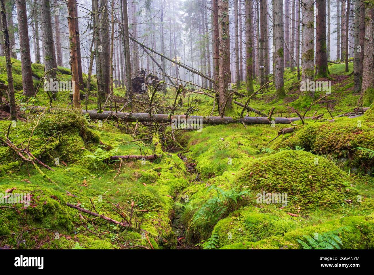 Burrone in una foresta di conifere con muschio verde sul pavimento della foresta Foto Stock