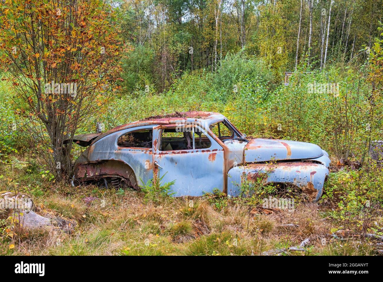 Vecchio relitto auto arrugginito lasciato nella foresta Foto Stock